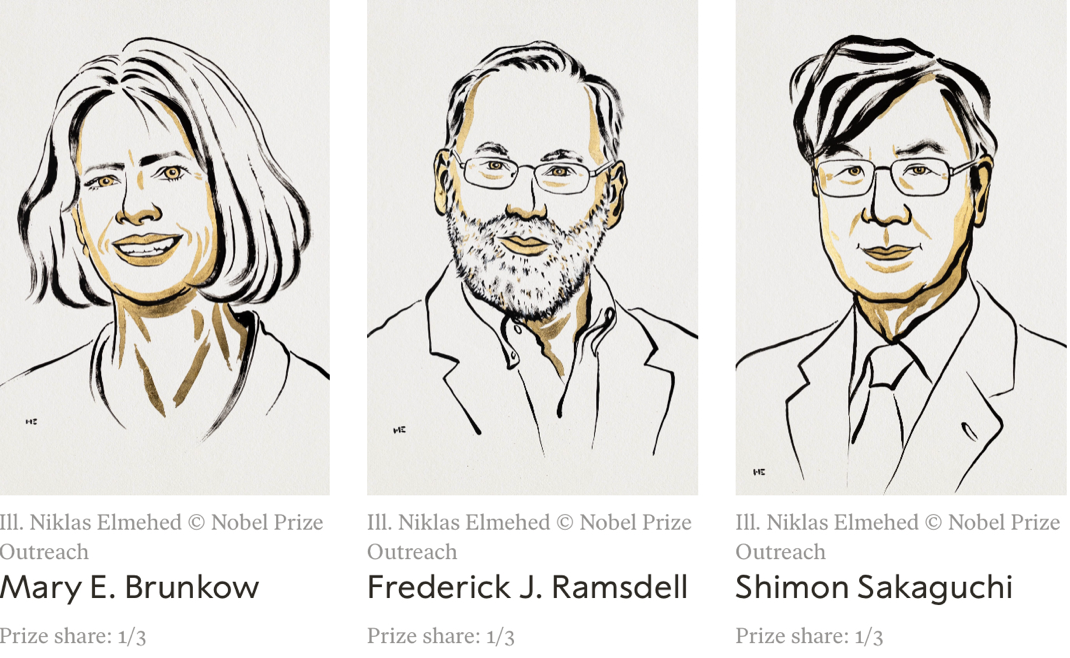 The Nobel Prize in Physiology or Medicine 2025